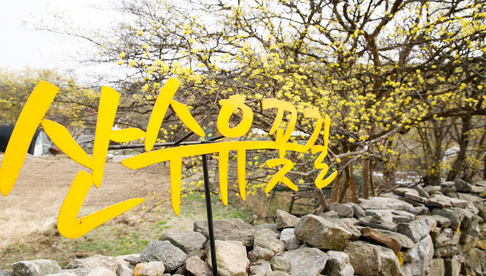 산수유 축제