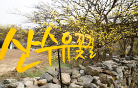 산수유마을,들꽃압화원